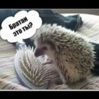 😿 343c9b70 Братан это ты? hérisson, animal, texte, mème telegram sticker