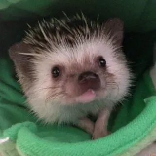 🤗 3cc7701c hérisson, animal, mignon, animal de compagnie telegram sticker