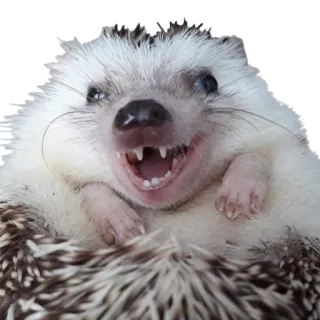 🤓 445d3a38 hérisson, animal, mignon, dents, mammifère, faune telegram sticker