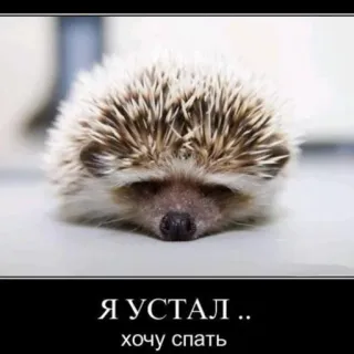 😔 52029228 Я УСТАЛ.. хочу спать hérisson, fatigué, sommeil, animal telegram sticker