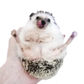 😜 6e8209d3 hérisson, animal, mignon, animal de compagnie telegram sticker