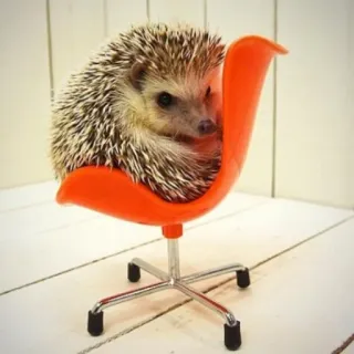 👜 81ea07b1 hérisson, animal, chaise, bureau, mignon telegram sticker