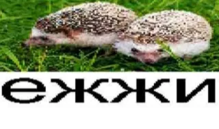 Ежжи @gogdnota whatsapp stickers