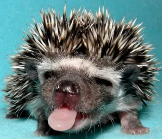 🤪 a2c70429 hérisson, animal, mignon, animal de compagnie, mammifère, faune telegram sticker