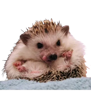 🤤 bcd63dd8 hérisson, animal, mignon, animal de compagnie telegram sticker
