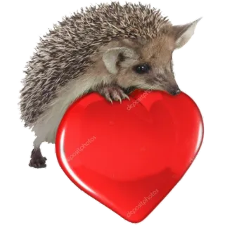❤️ d206b27f hérisson, cœur, animal, mignon, amour telegram sticker