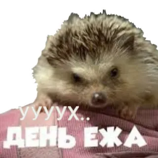 👍 d7829012 уууух.. ДЕНЬ ЕЖА hérisson, animal, mignon, jour telegram sticker