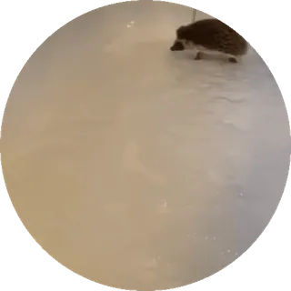 🌟 02d6fd85 ouriço, animal, inverno, neve, fofo whatsapp sticker