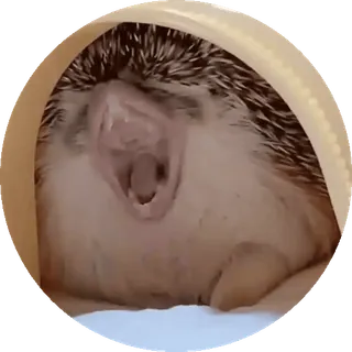 🌟 101d1251 ouriço, animal, fofo, bocejo, animal de estimação, pequeno mamífero, sonolento whatsapp sticker