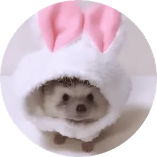 🌟 129ac158 ouriço, animal, fofo, coelho, orelhas, animal de estimação whatsapp sticker