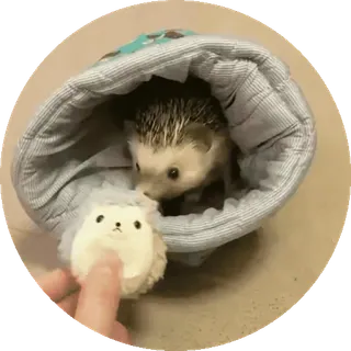 🌟 3daab0b3 ouriço, animal, fofo, animal de estimação, mamífero whatsapp sticker