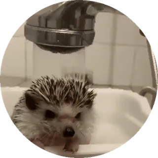 🌟 5483828b ouriço, chuveiro, animal, fofo, banho, mamífero whatsapp sticker