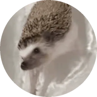 🌟 5aab63a9 ouriço, animal, fofo, vida selvagem, mamífero whatsapp sticker