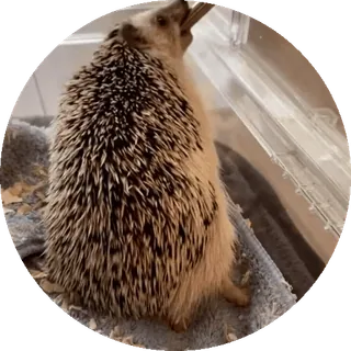 🌟 6ad2fa79 ouriço, animal, fofo, mamífero, animal de estimação, vida selvagem whatsapp sticker