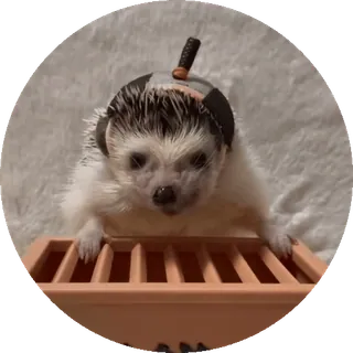 🌟 6b67e12a ouriço, animal, animal de estimação, fofo, pequeno animal, roedor, mamífero whatsapp sticker