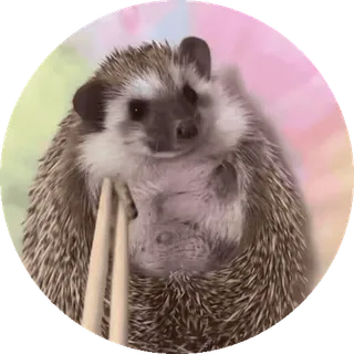 🌟 8b654d2a ouriço, animal, baquetas, fofo, animal de estimação, roedor whatsapp sticker