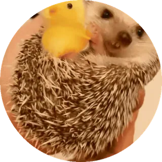 🌟 aa5e7cb4 Ouriço, Pintinho amarelo, Animal, Fofo, Animal de estimação whatsapp sticker