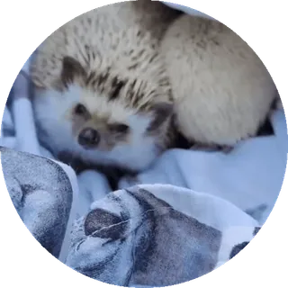 🌟 bc1d12d4 ouriço, animal, animal de estimação, fofo, mamífero, espinhos whatsapp sticker