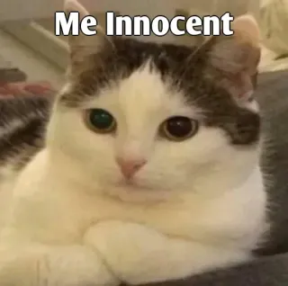 👀 0ed875ec Me Innocent Katze, Meme, unschuldig, Haustier, Tier, lustig whatsapp sticker