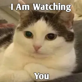 👀 32da18ab I Am Watching
You Katze, schauen, Meme, lustig, Tier, süß whatsapp sticker