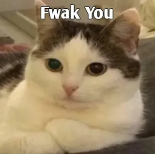 👀 a8293e9b Fwak You Katze, beleidigend, Meme, unhöflich, Tier, lustig whatsapp sticker