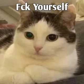 👀 ebc877eb Fck Yourself Katze, beleidigend, Humor, Meme, Tier, Beleidigung, lustig whatsapp sticker