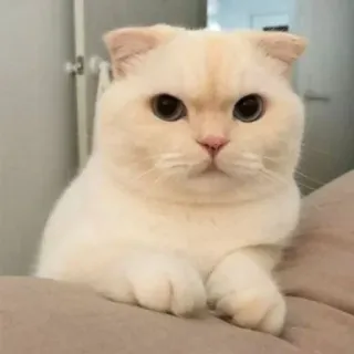 🐾 0bc33a6b cat, scottish fold, cute, animal, pet, domestic animal, mammal telegram sticker