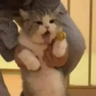 🖐 0cbf670a cat, animal, cute, pet, funny telegram sticker