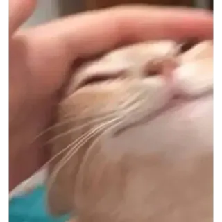 ☺️ 2f245188 cat, pet, animal, mammal, domestic animal telegram sticker