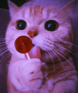 💈 3a89b5f5 cat, lollipop, pet, animal, sweet, candy telegram sticker