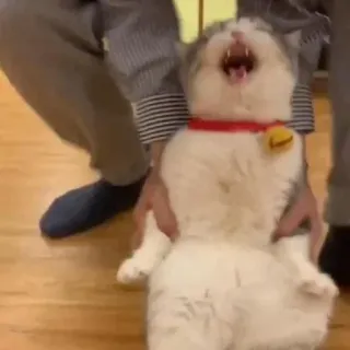 🖐 60e7f28b cat, animal, domestic animal, domestic cat, red collar, yawning telegram sticker