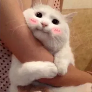 ☺️ 7e8c3225 cat, cute, pet, animal, white cat telegram sticker