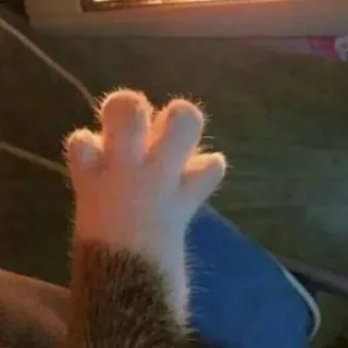 🖐 8ec22fd3 cat paw, paw, cat, animal, toe beans, cute telegram sticker