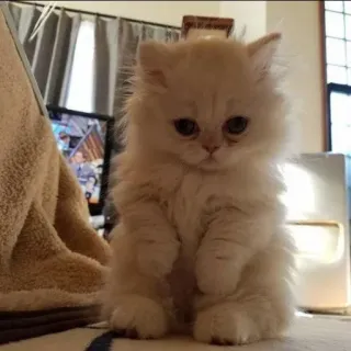 🖐 b1d8c788 cat, kitten, fluffy, cute, pet, animal, domestic animal, small cat telegram sticker