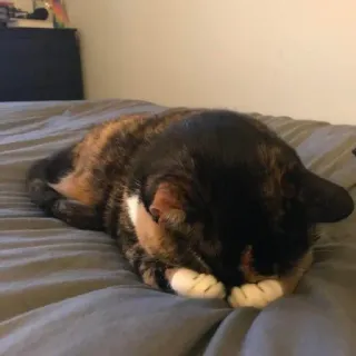 🖐 fe8c609b cat, sleeping, calico, pet, domestic animal, feline telegram sticker