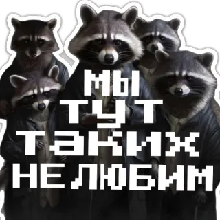 🤬 5e68fdba МЫ ТУТ ТАКИХ НЕ ЛЮБИМ szop pracz, zwierzęta, rosyjski, tekst telegram sticker