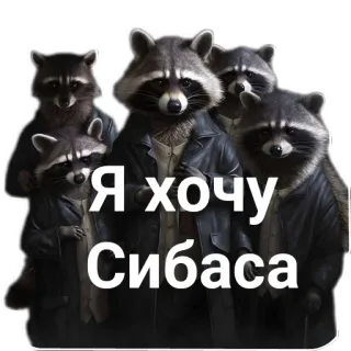 🐱 a230b367 Я хочу Сибаса szop pracz, zwierzęta, rosyjski, śmieszne, naklejka, humor telegram sticker