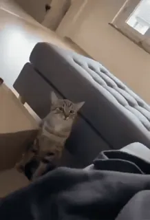 😂 148c0c58 кот, домашнее животное, животное, диван, сидит, домашняя кошка telegram sticker