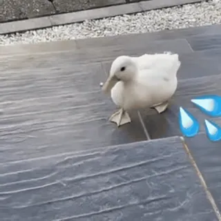 😂 4f488e19 утка, животное, птица, вода, природа, милый telegram sticker