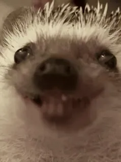 😂 a3a15bed ёж, животное, милый, колючий, млекопитающее, питомец telegram sticker