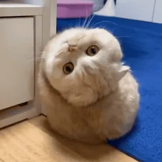 😂 d9abcc0f кот, милый, домашнее животное, животное, котенок, шотландская вислоухая, домашняя кошка telegram sticker