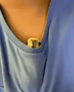 😂 e3f29e3a хомяк, карман, милый, питомец, животное telegram sticker