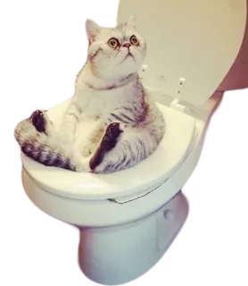 🐱 568caa54 kucing, toilet, lucu, hewan, hewan peliharaan, humor telegram sticker