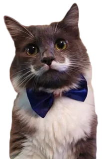 🐱 941d7812 kucing, binatang, hewan peliharaan, dasi kupu-kupu, lucu, kucing domestik, mamalia telegram sticker