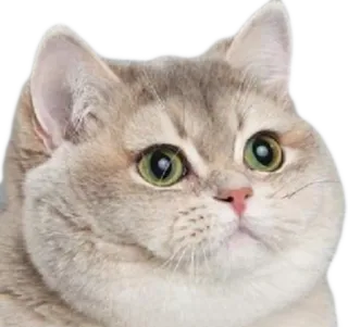 😺 df44a315 kucing, hewan peliharaan, hewan, lucu, kocak, meme telegram sticker