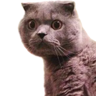 😾 fb508841 kucing, binatang, kucing abu-abu, scottish fold, lucu, meme, lucu, terkejut telegram sticker