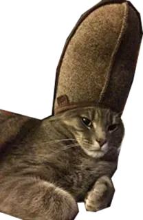 💂 044bd864 kucing, hewan peliharaan, binatang, topi, lucu, konyol, imut telegram sticker