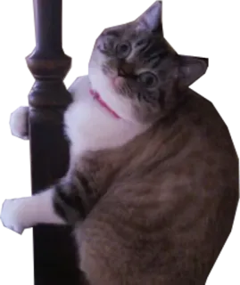 👯 34026fdb kucing, hewan peliharaan, binatang, kucing domestik telegram sticker