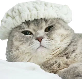 😑 3e42388d kucing, baret, hewan, stiker, kucing abu-abu, topi, musim dingin telegram sticker