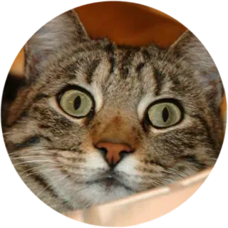 😃 4fa10352 kucing, hewan, peliharaan, kucing, stiker, imut telegram sticker